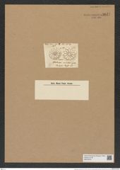 Asterolampra aemulans Grev. (de-Toni-Nr.: Genus 235, Species 5656) Zeichnungen Sammlung Grunow Nr. 9641 (NHMW-BOT-W0379572)
